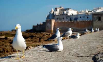 El jadida